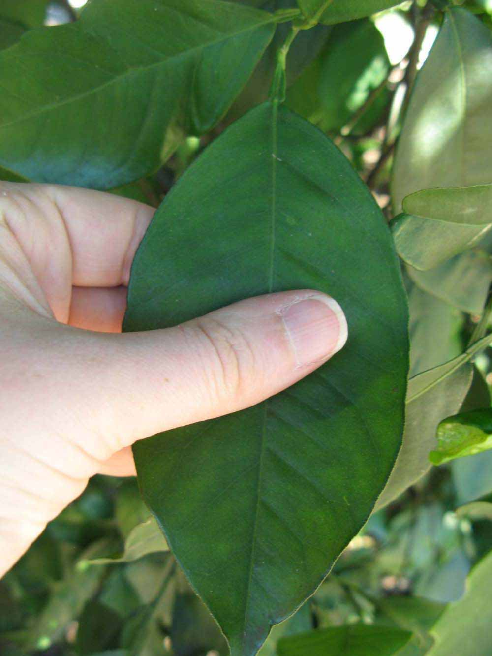              Unifoliolate leaf (Winter Haven, FL)       